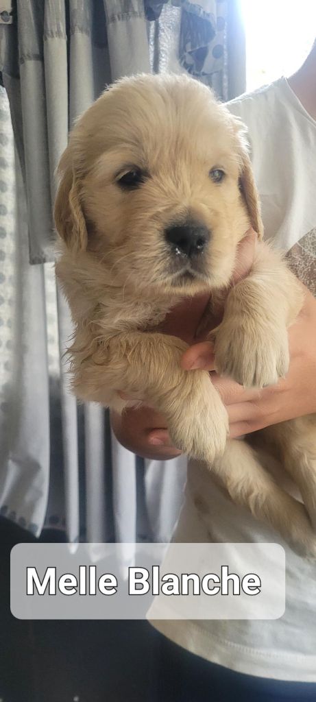 Du Domaine Du Petit Perchis - Chiots disponibles - Golden Retriever