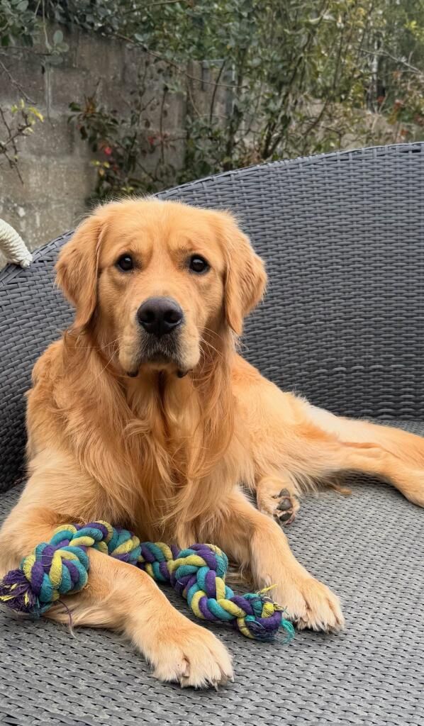 Chiot Golden Retriever Du Domaine Du Petit Perchis
