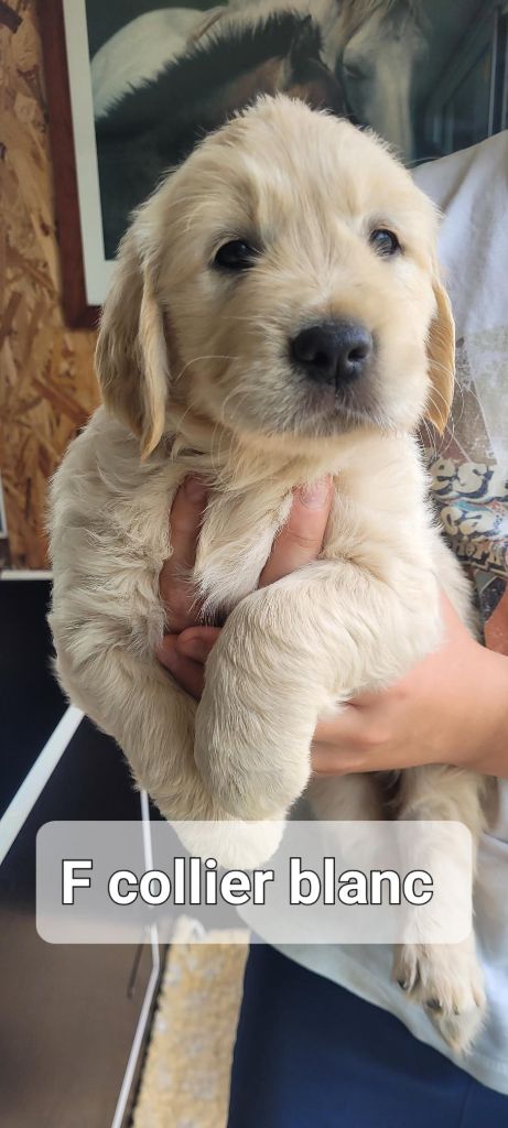 Du Domaine Du Petit Perchis - Chiots disponibles - Golden Retriever