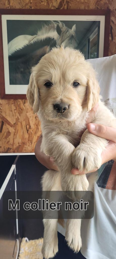 Du Domaine Du Petit Perchis - Chiots disponibles - Golden Retriever