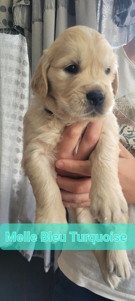 Du Domaine Du Petit Perchis - Chiots disponibles - Golden Retriever