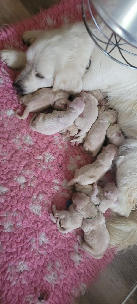 Du Domaine Du Petit Perchis - Chiots disponibles - Golden Retriever