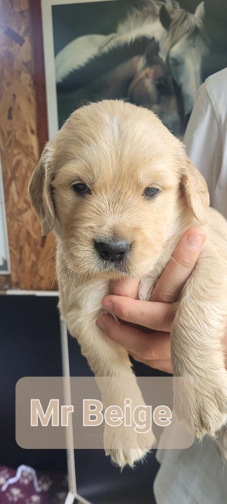 Du Domaine Du Petit Perchis - Chiots disponibles - Golden Retriever