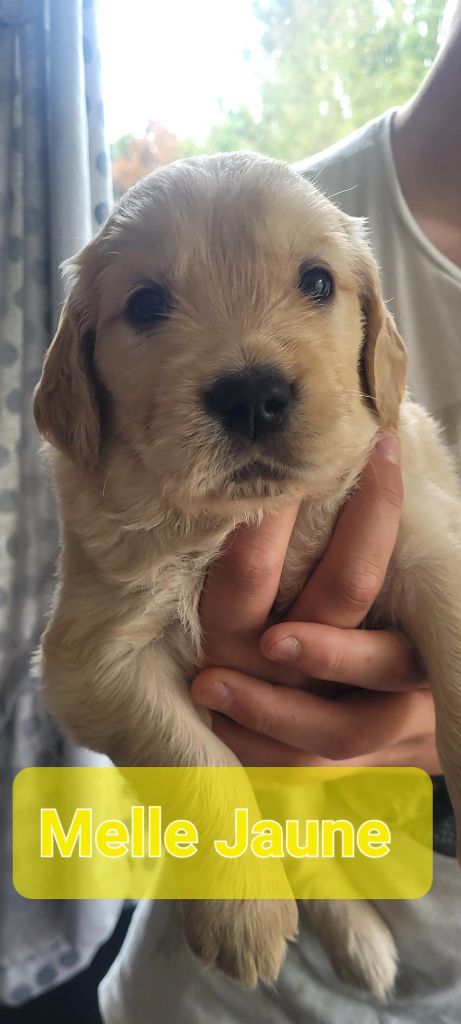Du Domaine Du Petit Perchis - Chiots disponibles - Golden Retriever