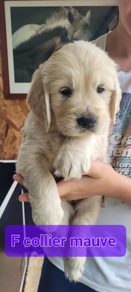 Du Domaine Du Petit Perchis - Chiots disponibles - Golden Retriever